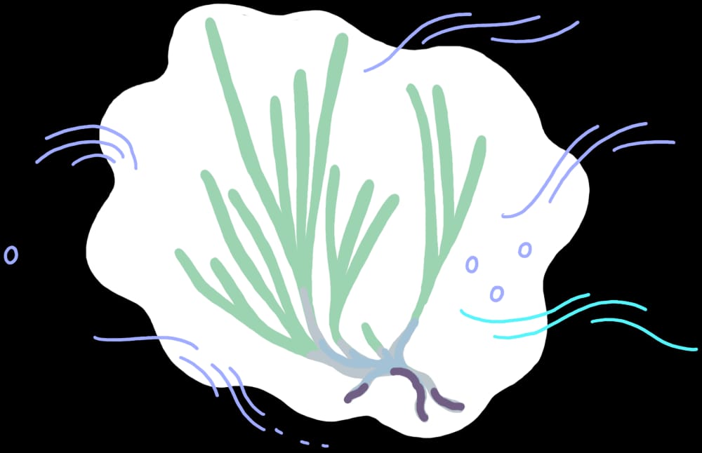 Paprastasis andras